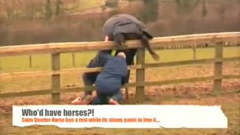 Quarter horse gets stuck on the fence
