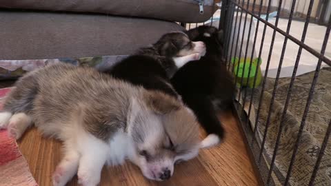 Corgi puppies sleeping