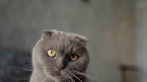 Funny Cat Taken Selfi.. 🤩🤩 Cute gray cat.