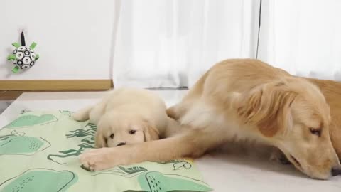 Puppy takes over Golden Retriever's new bed 23 | Puppies