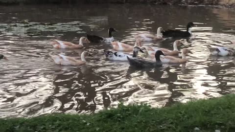 Ducks, green grass and full ponds