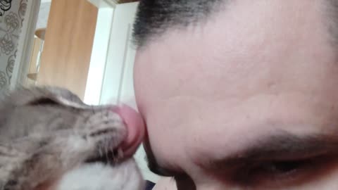 Affectionate cat licks the owner. May 2020