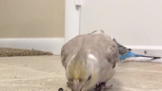 Cacatúa le da un beso a un adorable y tímido perico