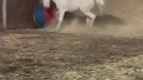 Funny horse is playing with his favourite large ball!