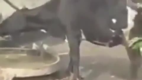 cow in india seen using a pump