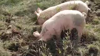 Pigs Rooting
