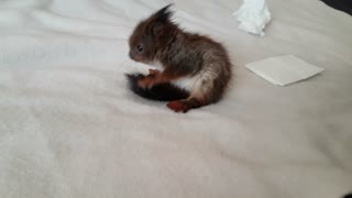 Rescued baby squirrel enjoys yummy breakfast