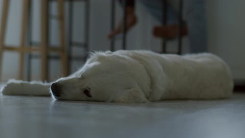 White Dog Resting on the Floor