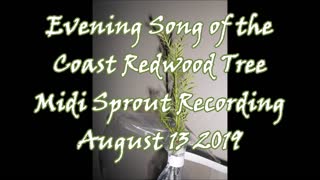 Evening Song of the Coast Redwood Tree 8 13 2019