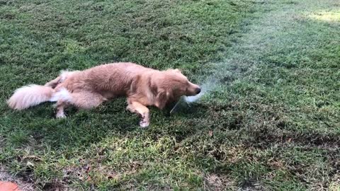 Golden Retriever Playing in Sprinkler