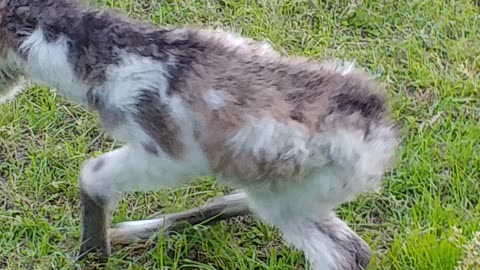 Beatiful New Born Donkey Foal Trying to Stand Up. part 3