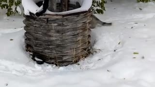 Cute Husky Puppy's First Big Snowfall!