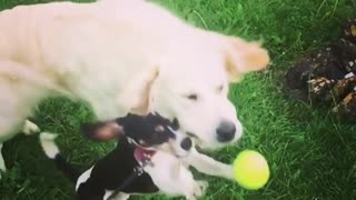 Collab copyright protection - two dogs small one fails catch ball