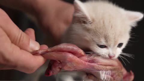 [Cat Eats Raw Meat and Broadcasts ASMR] Little gem cat eats big quail ASMR for the first time