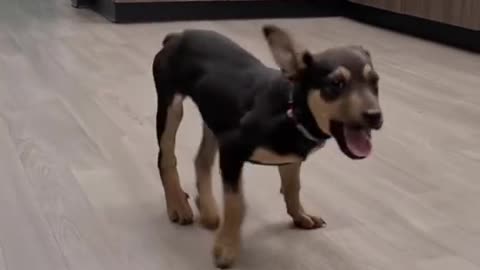 Funny dog dancing with pop song