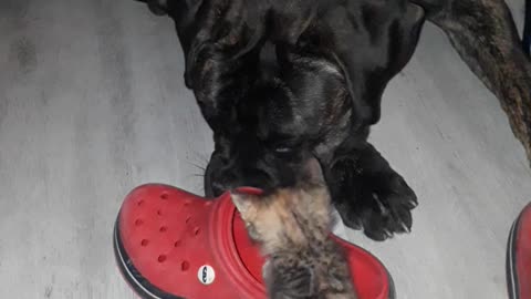 Kitten, shoe and A dog.