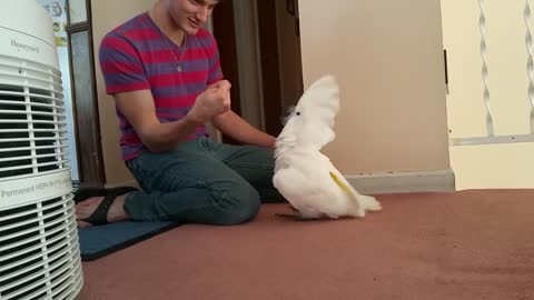 Sonni cockatoo, "I got your nose" game