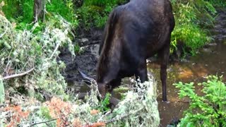 Beautiful Bull Moose