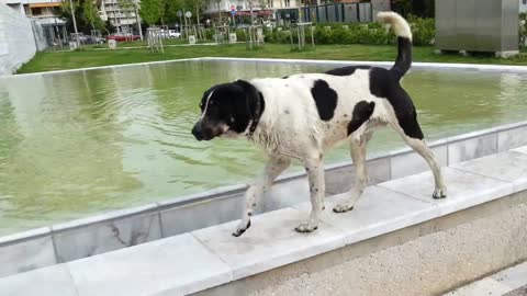 Dog swims in a fountain to cool down