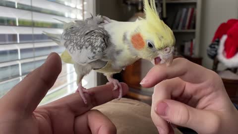 Cockatiel attacks #2