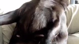 Black pug stretching on sofa