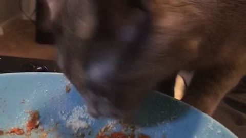 Kitty Shakes Head Whenever She Eats