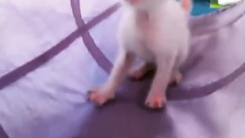 Kitten Meowing for Help