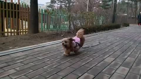 The dog running to mom
