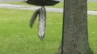 Squirrel does Acrobatic Feats To Get Food