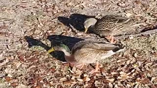 Ducks Eating Breakfast 2