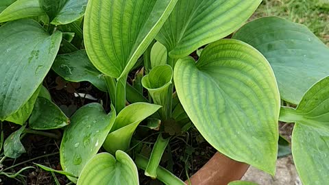 Hostas plant