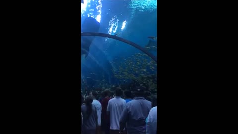 Aquarium in Houston Texas