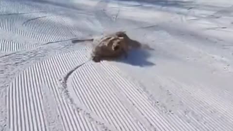 dog jumps in snow and disappears funny Dogs snow dogs dogs with snow enjpying dog anow