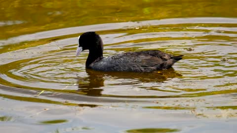 Bird diving in the lake