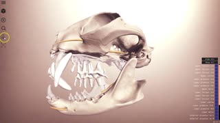 Feline skull - 3D Veterinary Anatomy, IVALA®