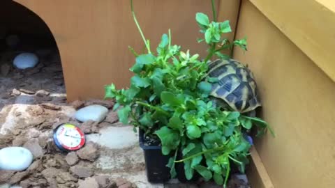 Little tortoise climbs his pansy plant.