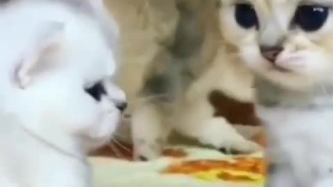 Adorable kittens meowing cats