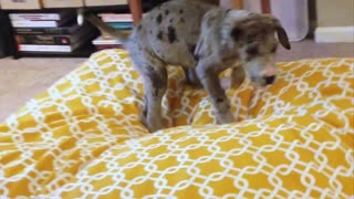 Great Dane Puppy digging the new bed