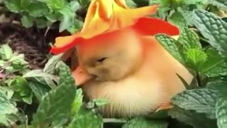 Duckling in a hat