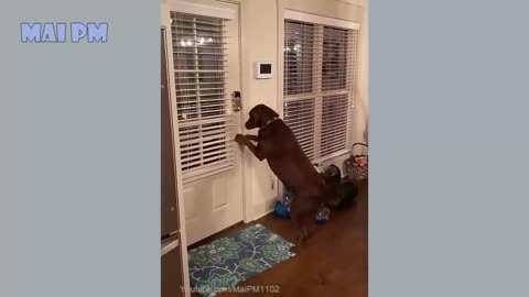 Funniest dogs moment try not to laugh xD