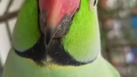 Parot talking