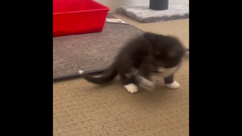 Funny cat acts like a dog and chases her tail