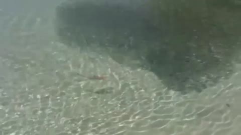 Crazy footage of fish hunting sardines