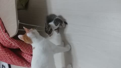 Playful Cat (Beware of Bullying)