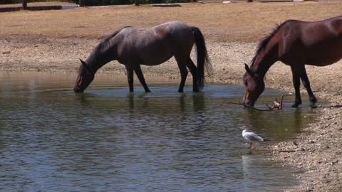 Horses Drinking In Pure Water Lost Lake
