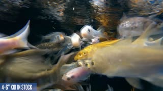 Koi Fish Sale In Jacksonville, Florida