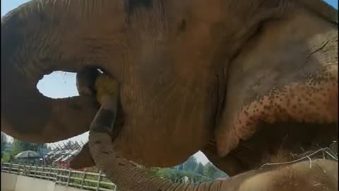 The breeder feeds durian to the elephant mother