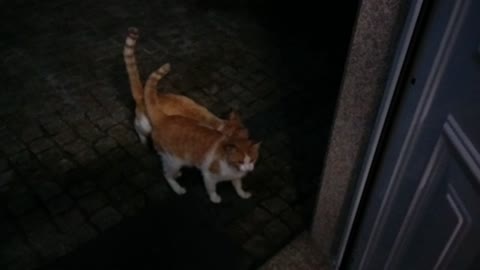 Kittens looking for food in my patio