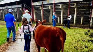 Great Job 🌟Kara Sledge🌟 Showin ❤️‍🔥MILLIE 1022H At SW AR District Livestock Show 2021