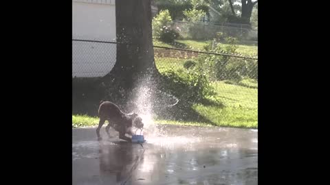 Excited Boxer Dog Plays In Kids' Sprinkler Toy